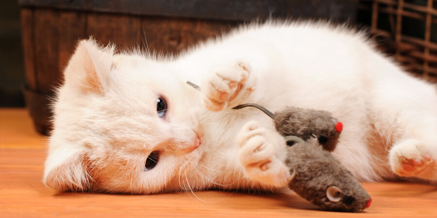 Lifelike Tuxedo Black And White Feline Kitten Cat Sitting On Its Belly  Figurine 