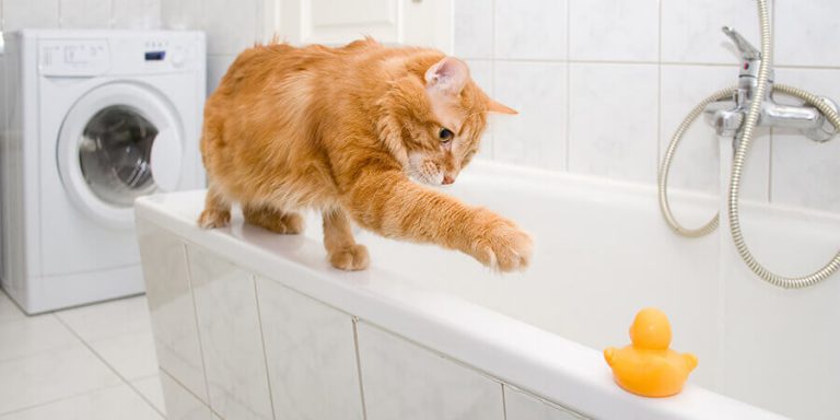 How To Give A Cat A Bath 8 Easy To Follow Grooming Tips   WBCL Web Blog CatBath1 768x384 