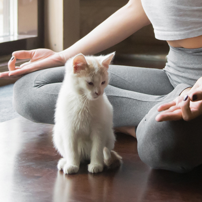 5 Tips for Choosing a Purr-fect Feline Friend During June Adopt-A-Cat Month