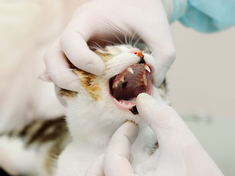 How to Clean Your Cat's Teeth