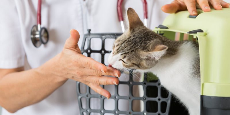 The Benefits Of A Cat Friendly Practice