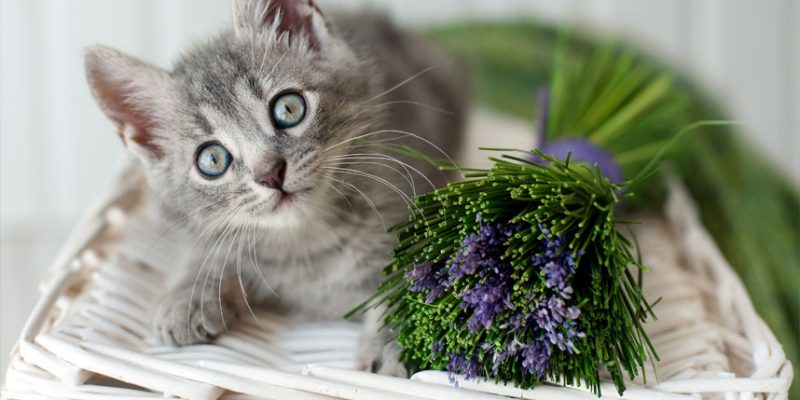 is-lavender-scented-litter-safe-for-cats-world-s-best-cat-litter