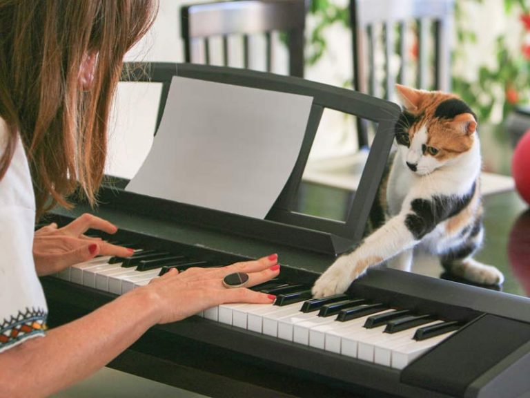 do-cats-like-music-the-science-behind-cats-music