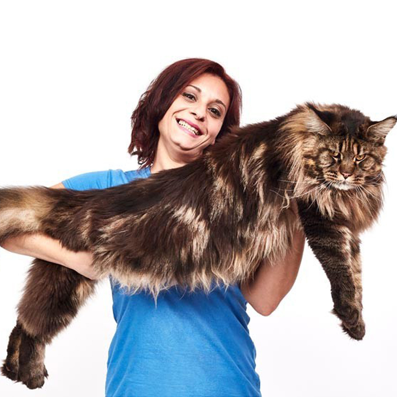 guinness world records tallest cat