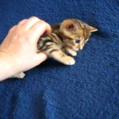 the most smallest cat in the world
