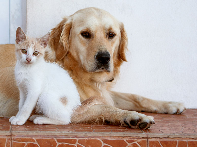 can a dog with high prey drive live with a cat
