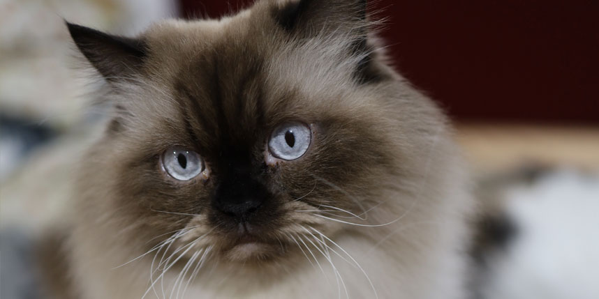 How About Them Himalayan Cats? 5 Facts About These Adorable Felines