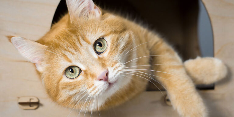 Adorable Orange Tabby Cats