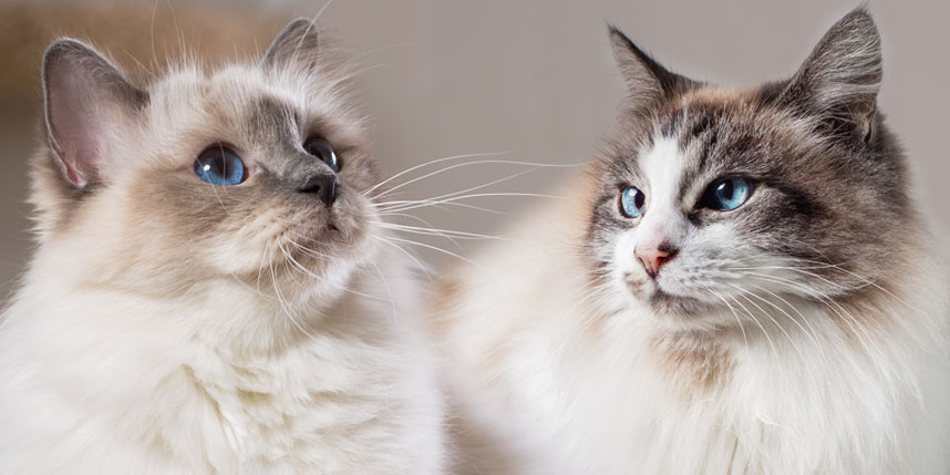 Ragdoll Cat Breed: History, temperament and care of the Ragdoll cats