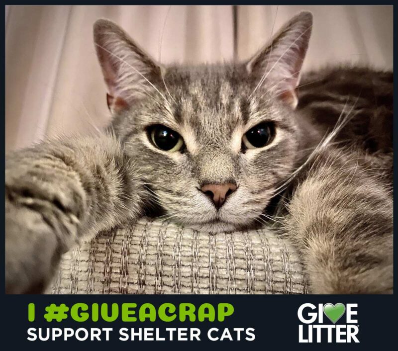 Love Helping Shelter Cats? #GIVEACRAP