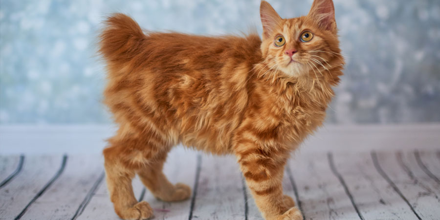 American Bobtail