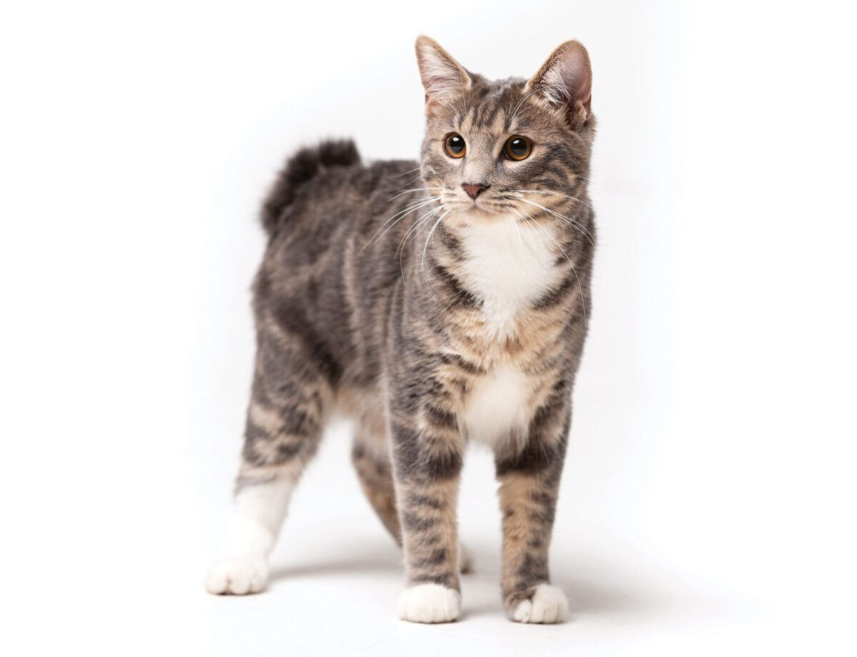 Fun Facts about American Bobtail cats 