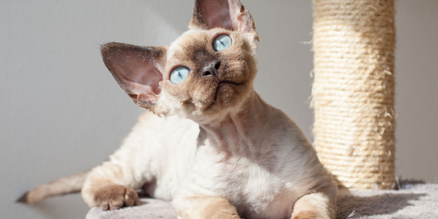 What's the Deal on the Devon Rex?