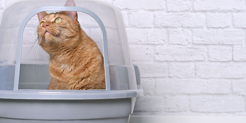 The Beauty Behind a Cat Litter Box Igloo